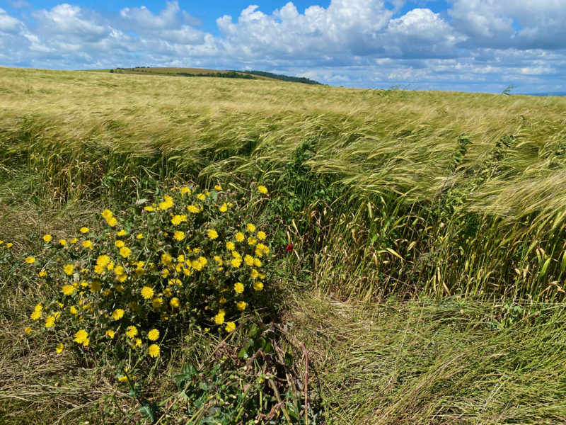 South Downs Way. Image © PlanetSKI